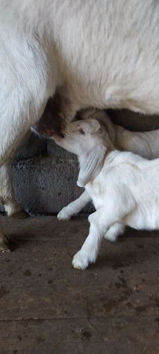 Заненнуб сауынды ешкі  сатылады