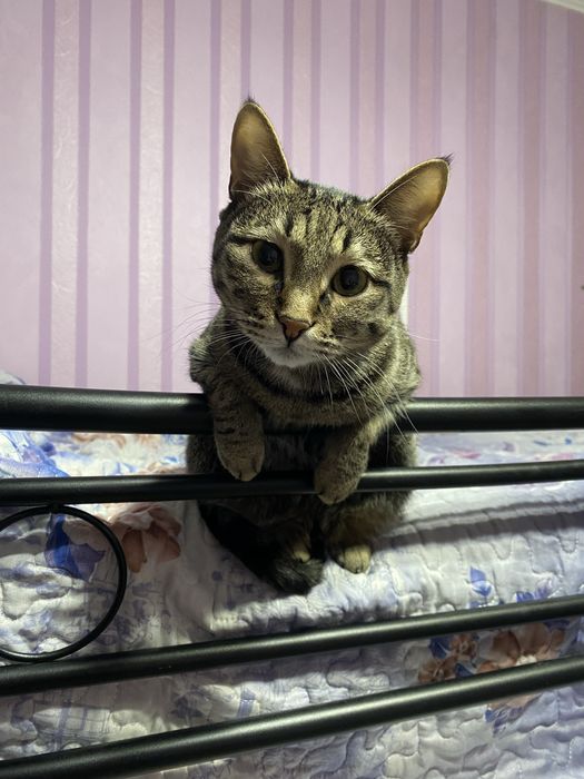 Кошки в добрые руки