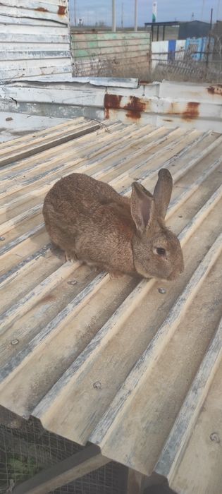 Продам взрослых кролей