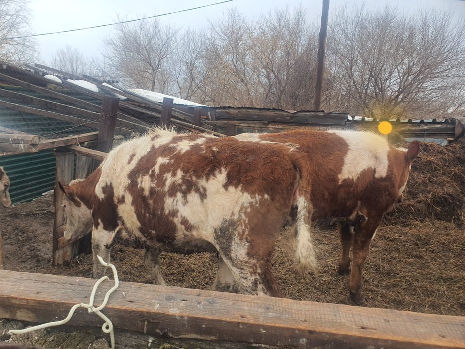 Телки Симминтала