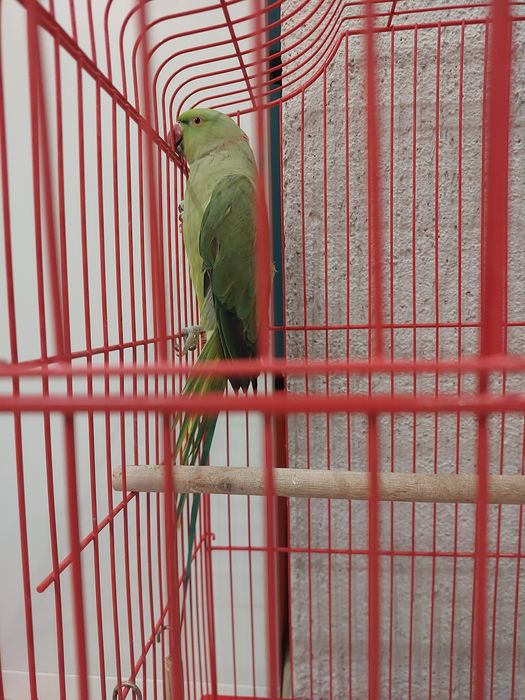 Продам ожереловых попугаев