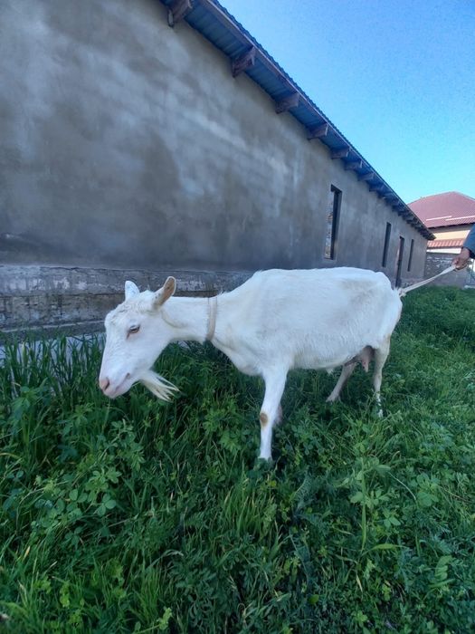 Ешкі, лақ, козы,