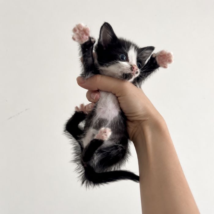 Котенок Моторист ищет семью