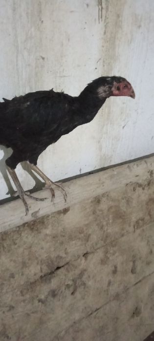 Kulangi tovuqlari sotiladi