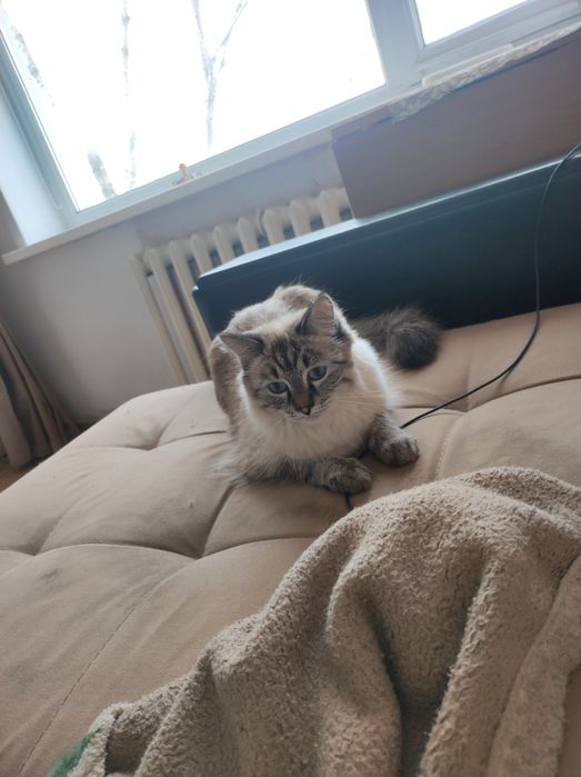 Отдам Кошку в Добрые Руки