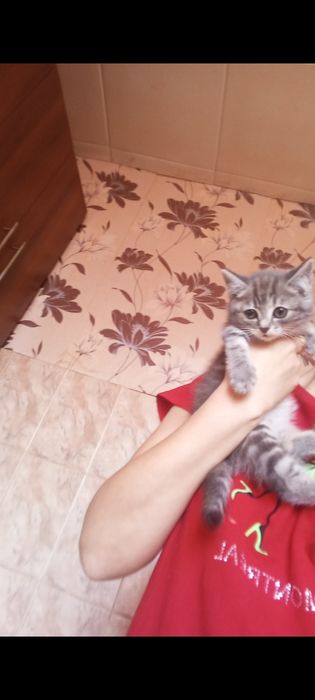Британцы 1 месяц..Приученны.