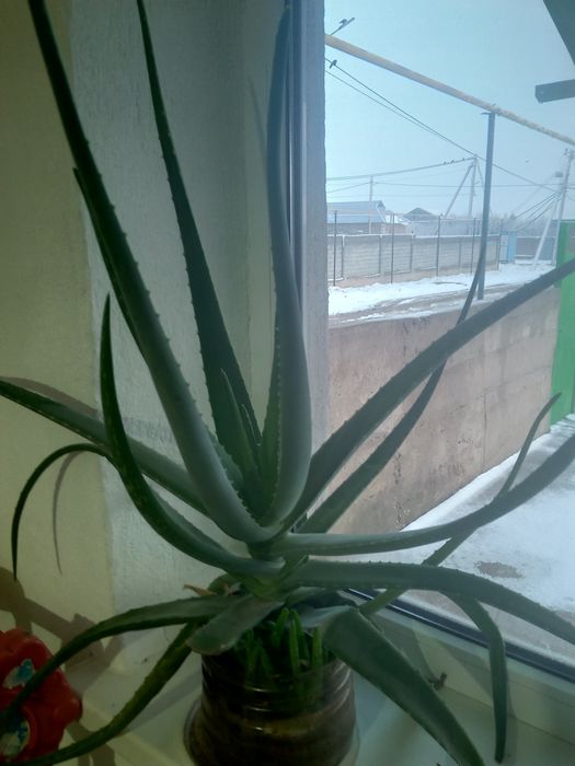 Алоэ вера сатылады