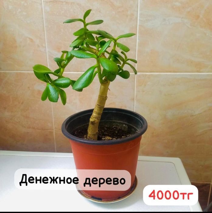 Комнатние растения