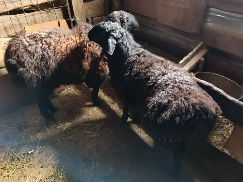 Продам откормленных баранов