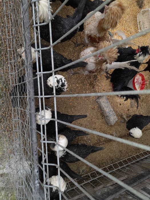 Vând cocoșei moțată olandeza