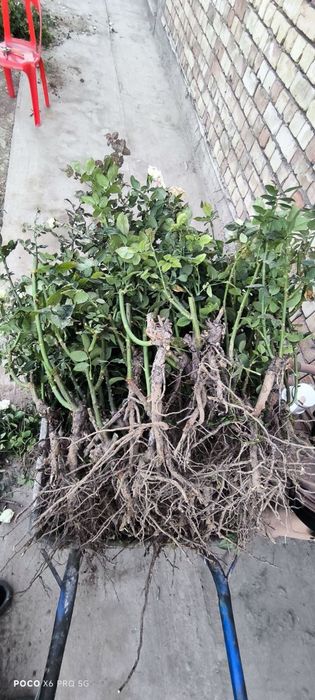 Gul koʻchatlar sotiladi