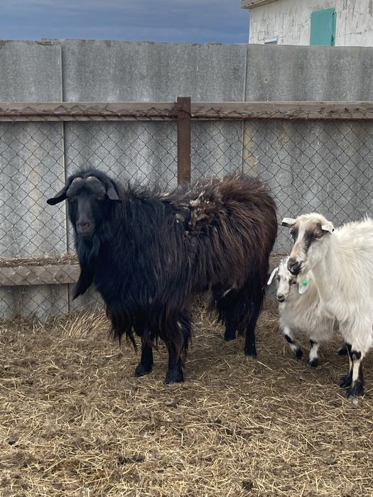 кой,ешкі,бағылан,лақ сатылымда