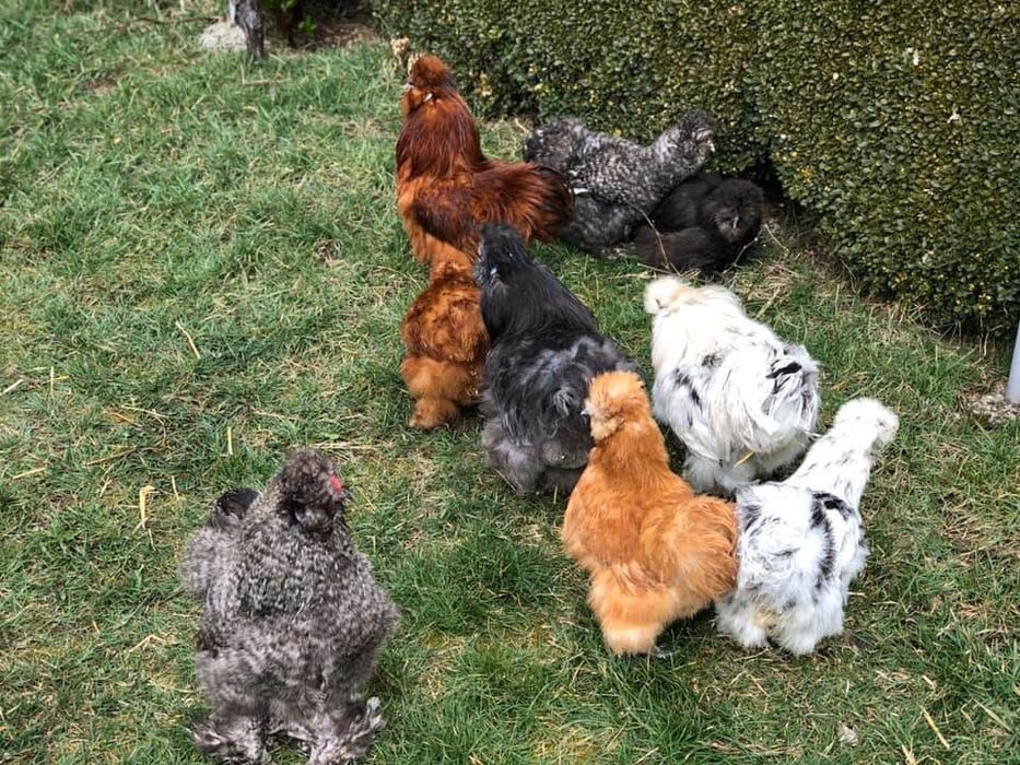 Продавам яйца и пилета от Копринките на снимките