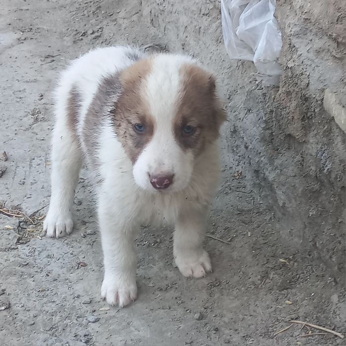 Чупон ит эркаг 40кунли