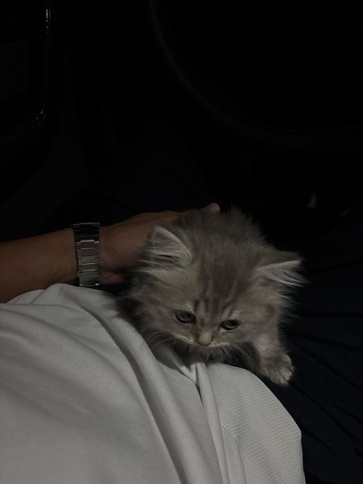 Котенок британка