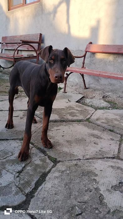 Femela doberman maro