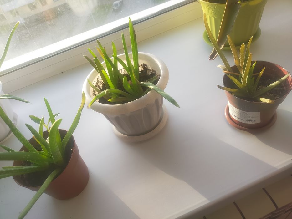 Алое. Отпостки алое продам...