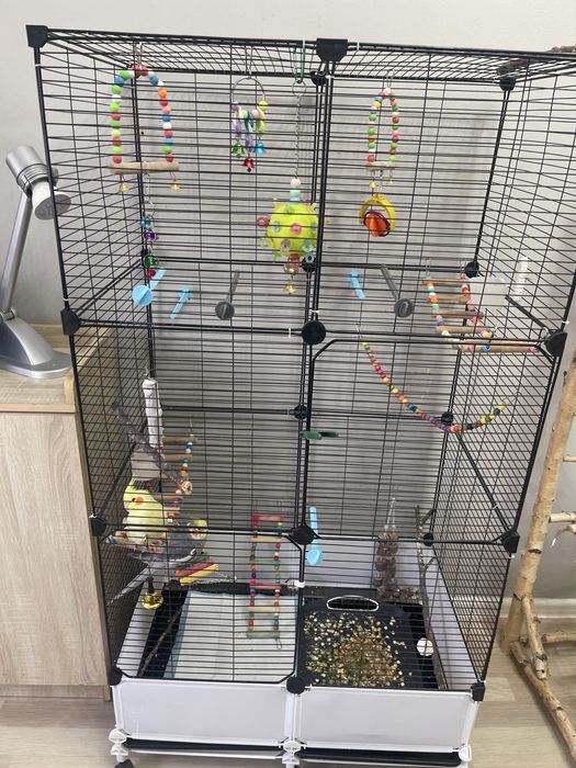 2 кореллы и все необходимое