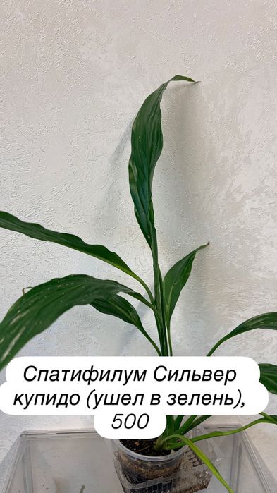 Адениум, спатифиллум, фикус, циперус