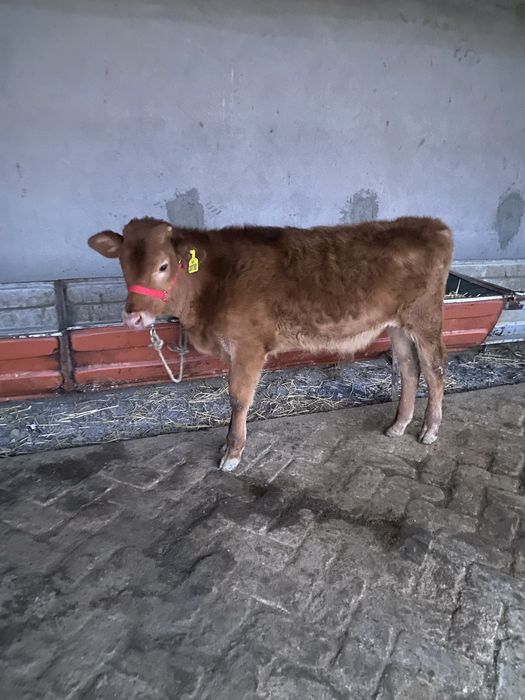 лимузин парода буқача сотилади