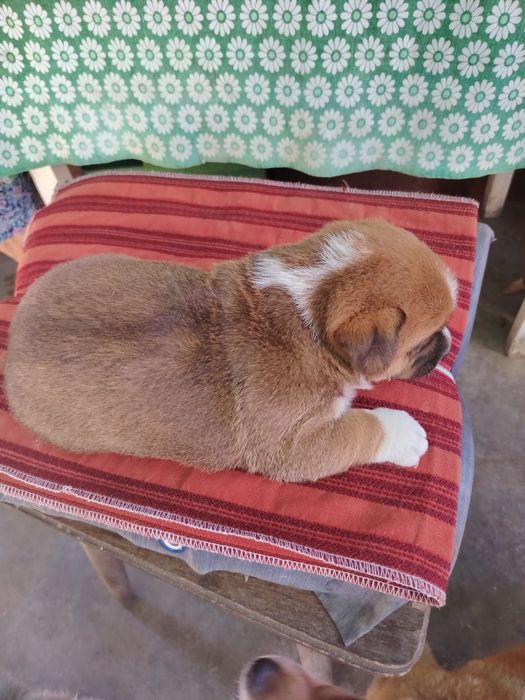 Adopție căței talie mica