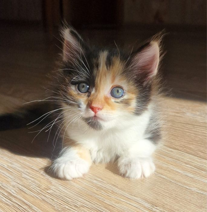 Отдам котят в добрые и заботливые руки