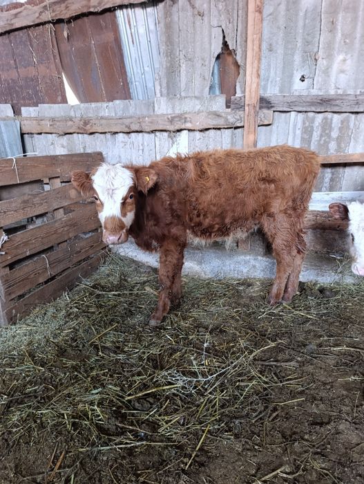 Продам 4бычка.по 8 мес