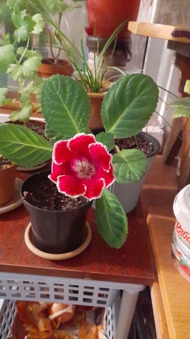 Цветы Щучий хвост