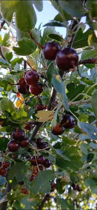 Варенье смародины