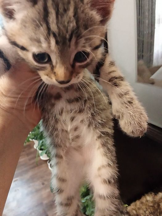 Отдам бесплатно котят