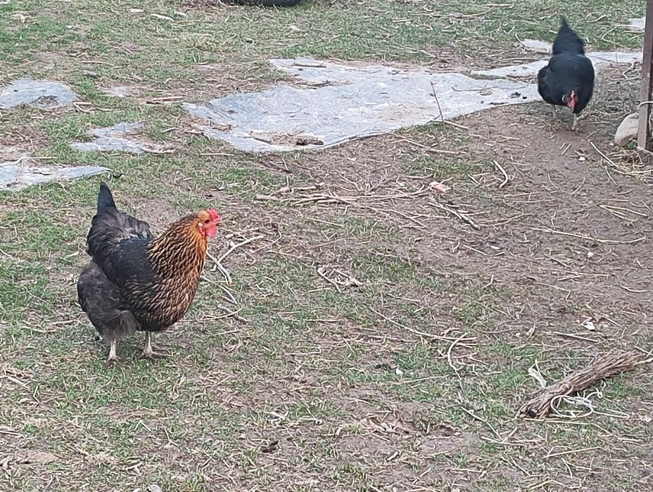 Домашние яйца куриные