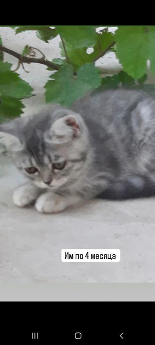 Мама и две котят