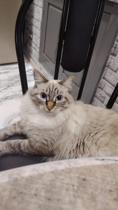 Отдам кота в хорошие руки