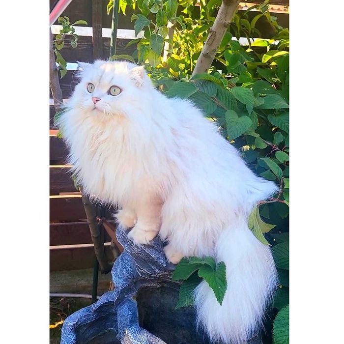 Baiat SUPERB  Scottish fold cu pedigree wcf