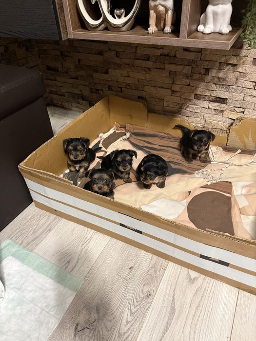 Мини Йоркширски териер