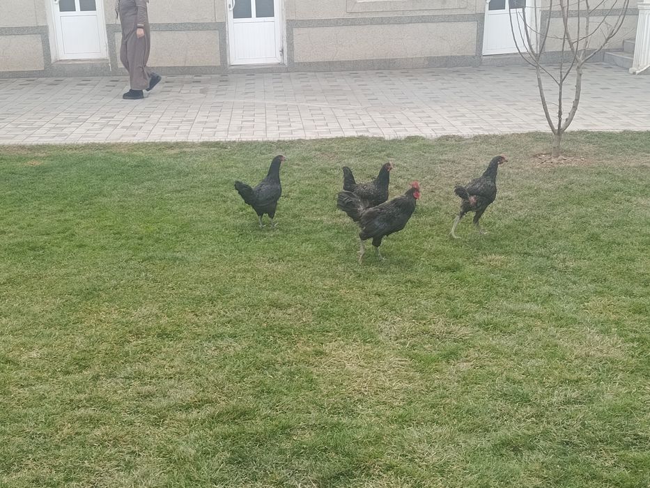 Xoʻroz tovuq lar sotiladi