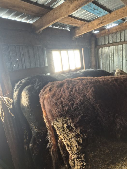 Продам 3 быка на откорме