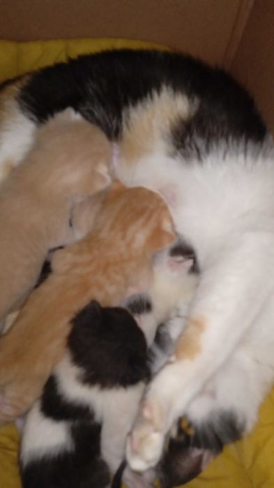 Прекрасни котенца