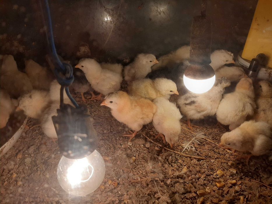 pasari de casa de vanzare