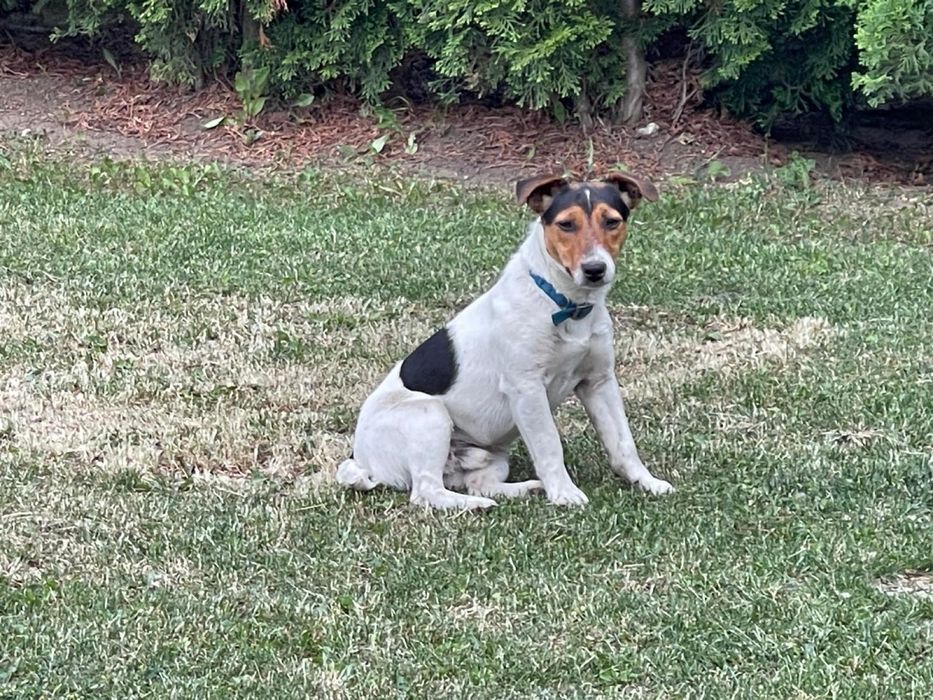 Cateii cu carnet de sanatate