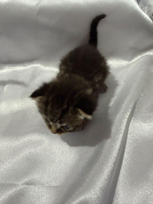 Котёнок шотландский