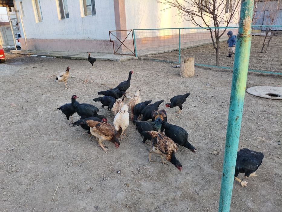 Дакан тауыктар сатылады.