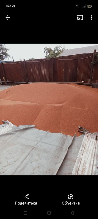 тары просо чистый