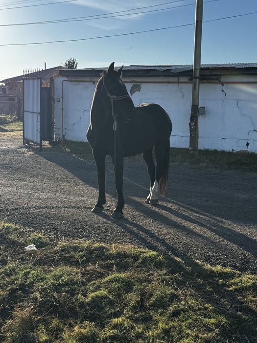 Продается кобыла