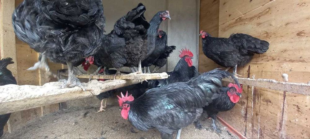 Гигант кора шахзода уругданган тухумлари