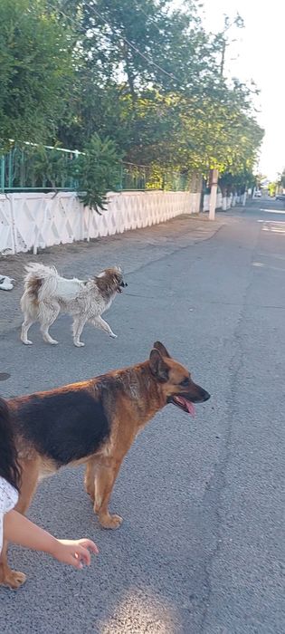 Пропала собака кабель крупный белый