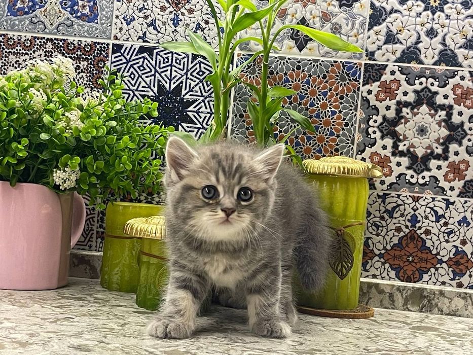 Котята скотиш фолд