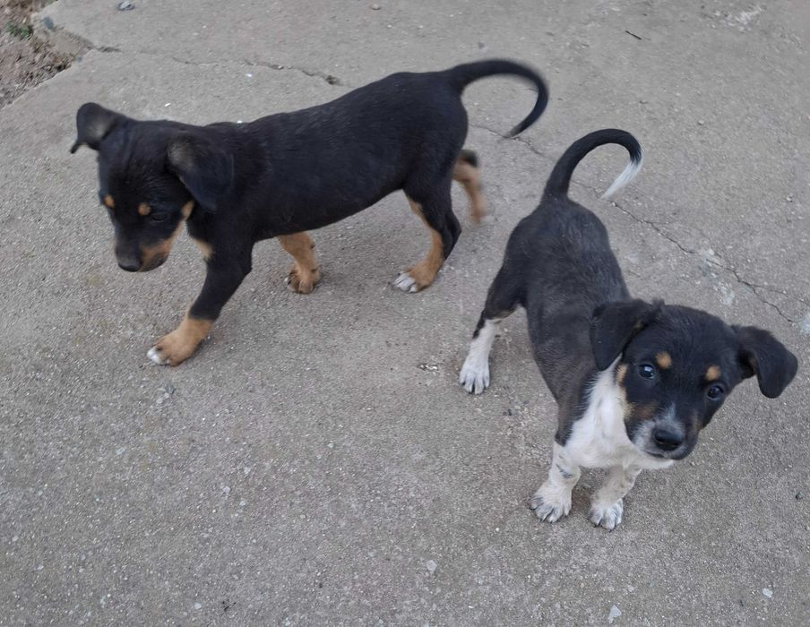 Малки кучета за осиновяванеAdopt a puppy!!