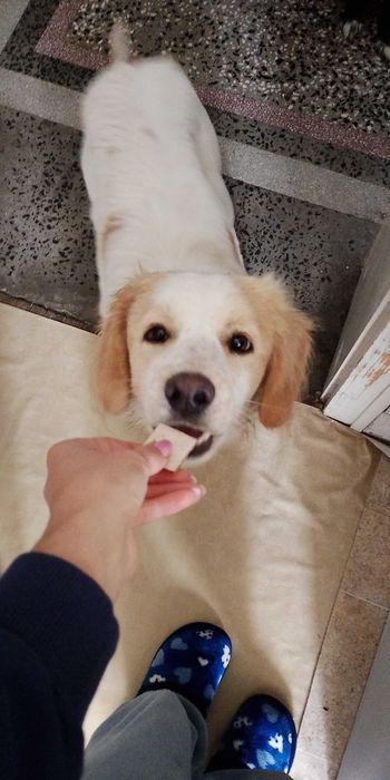 Подарявам добро куче