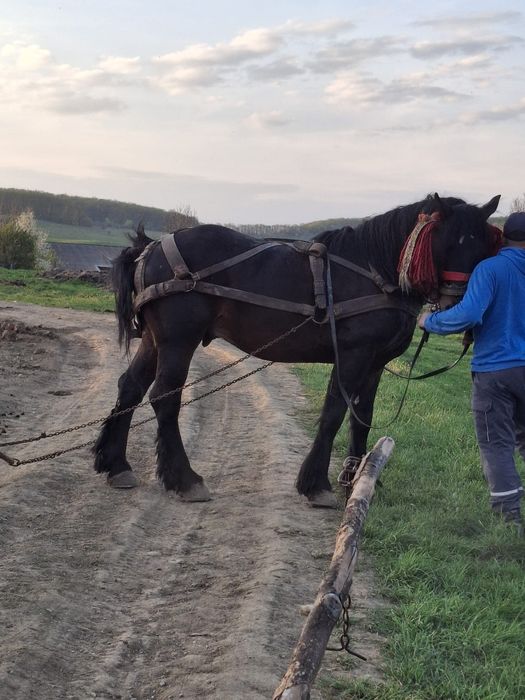 Vând armăsar de 5 ani